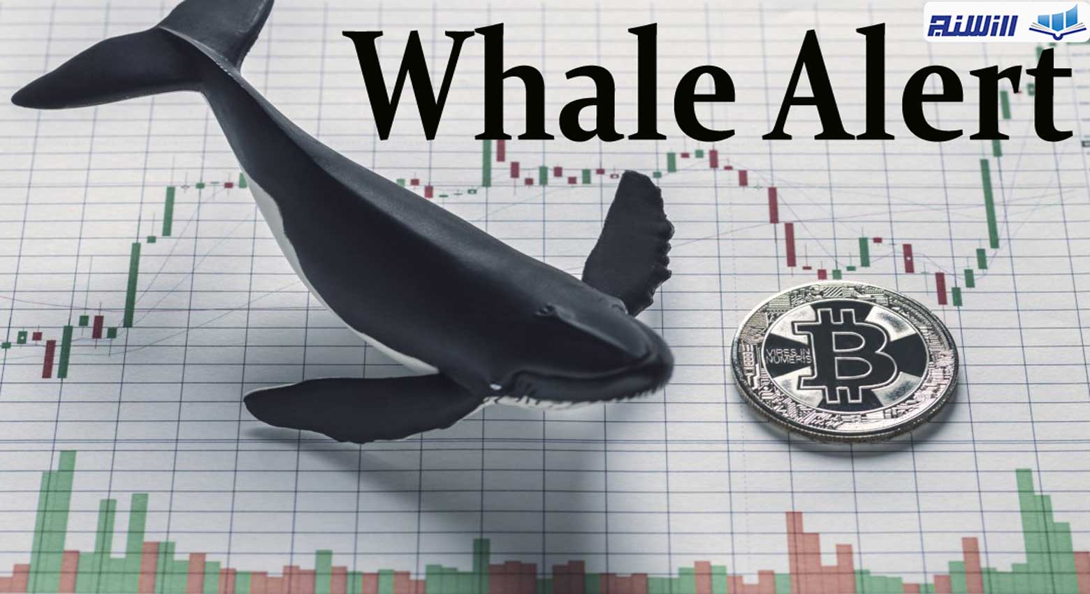 تشخیص حرکات نهنگ ها در بازار (ویدیوی بررسی زمان خرید و فروش نهنگ های بازار)